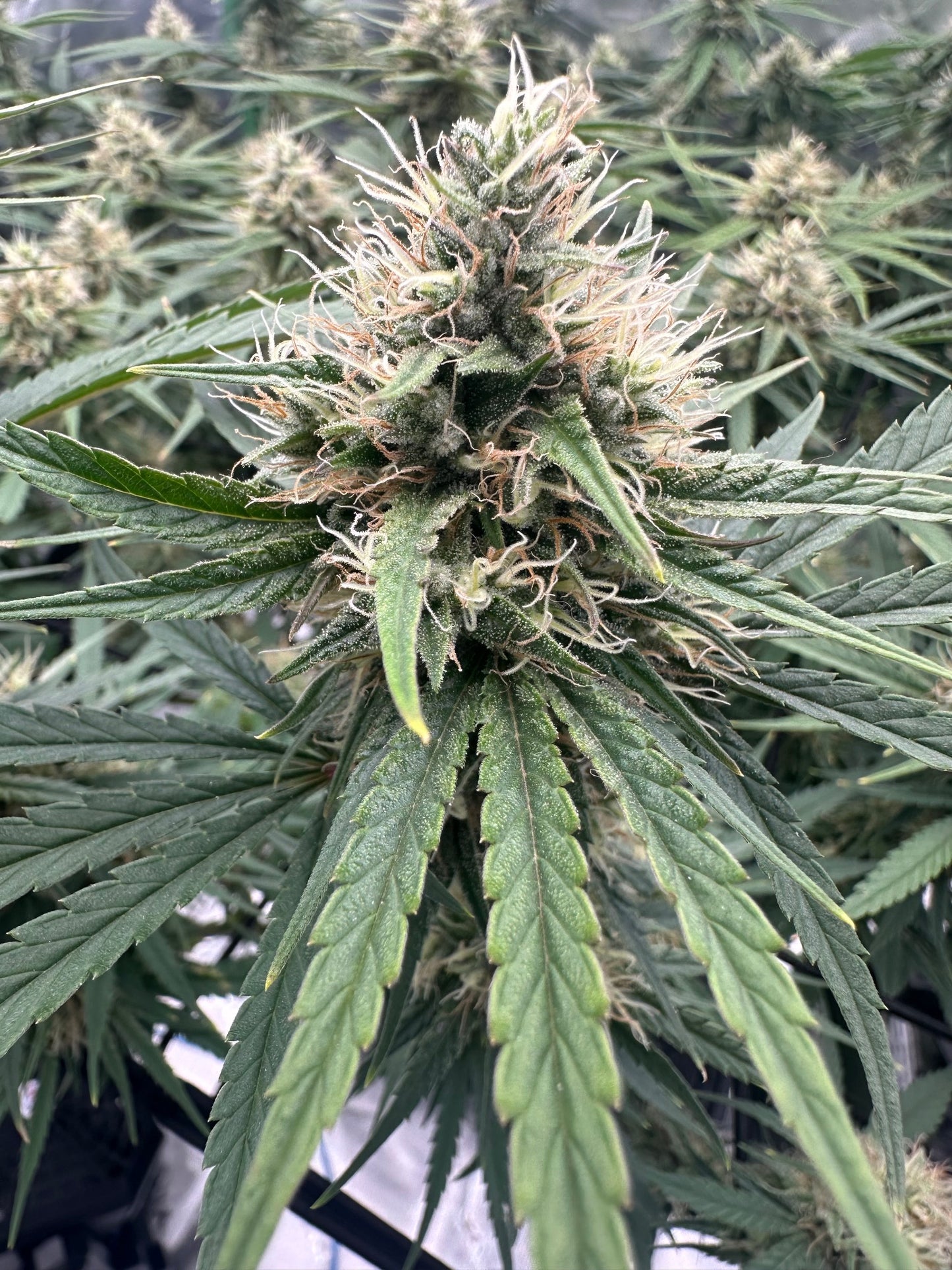 Old Brown Dog | New England Lights S1 | Photoperiod Cannabis Seeds Female