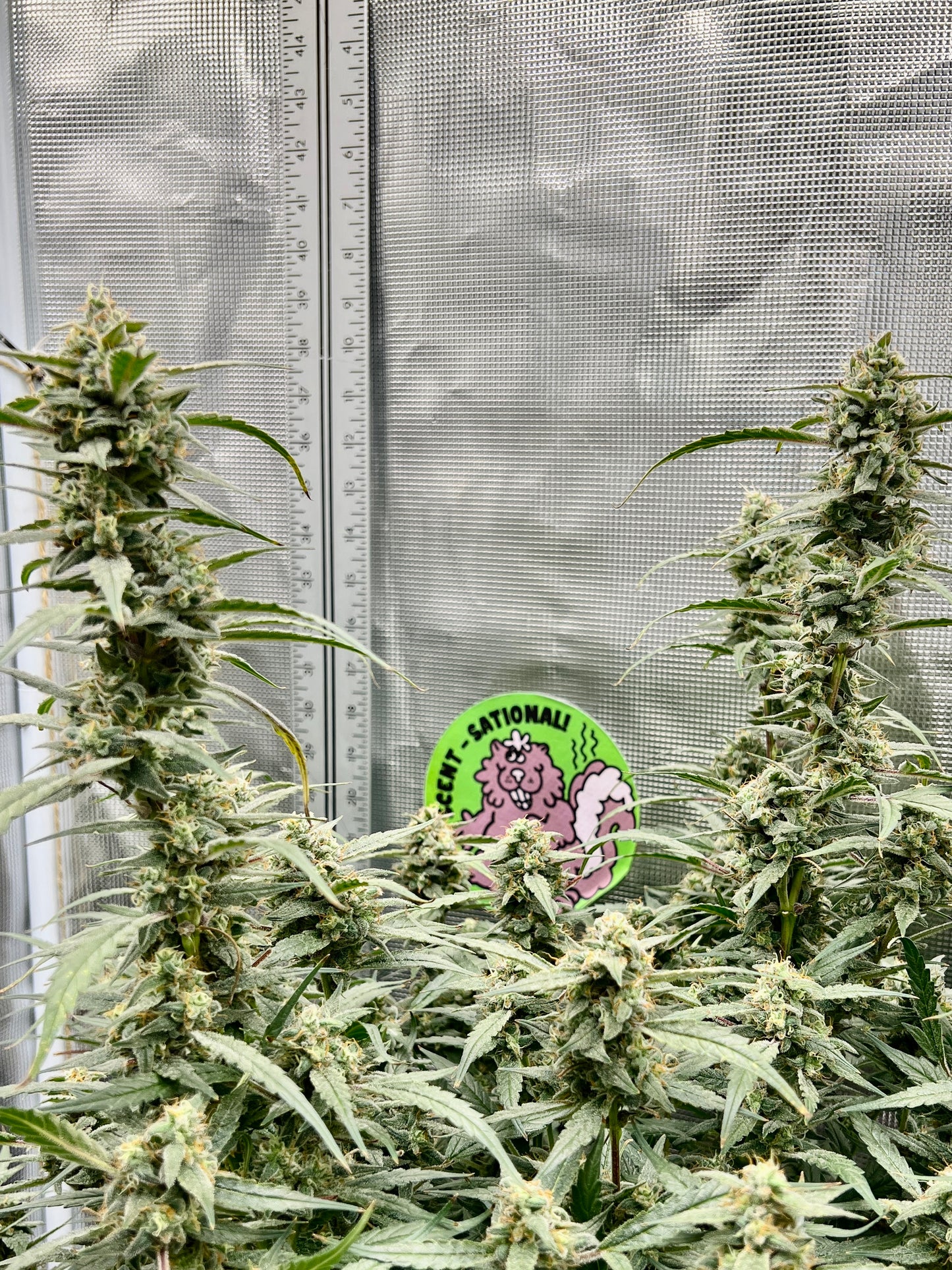 Bean Genie | Melange | Auto Flower Cannabis Seeds Female