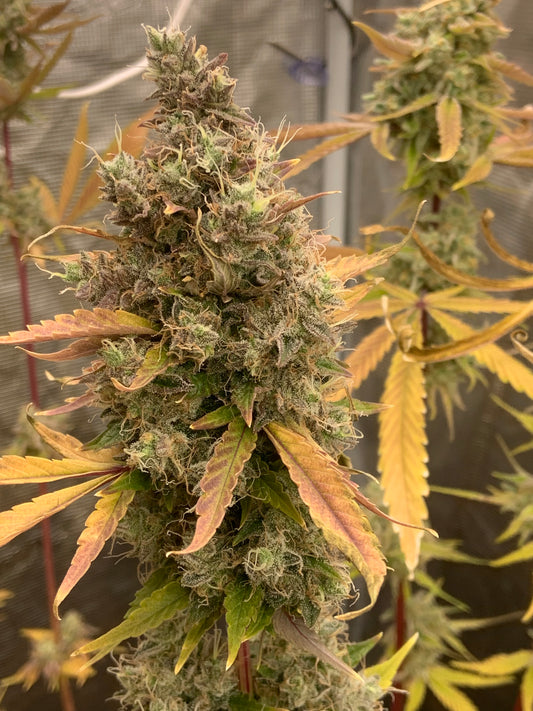 Old Brown Dog | Blueberry Lights F1 | Photoperiod Cannabis Seeds Female