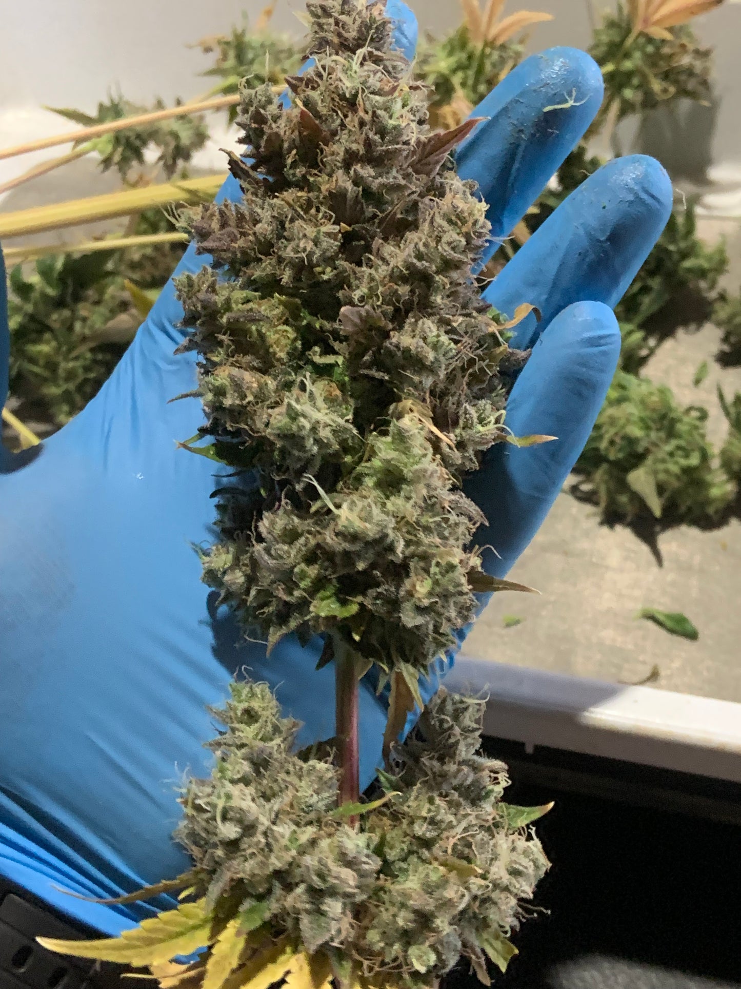 Old Brown Dog | Blueberry Lights F1 | Photoperiod Cannabis Seeds Female
