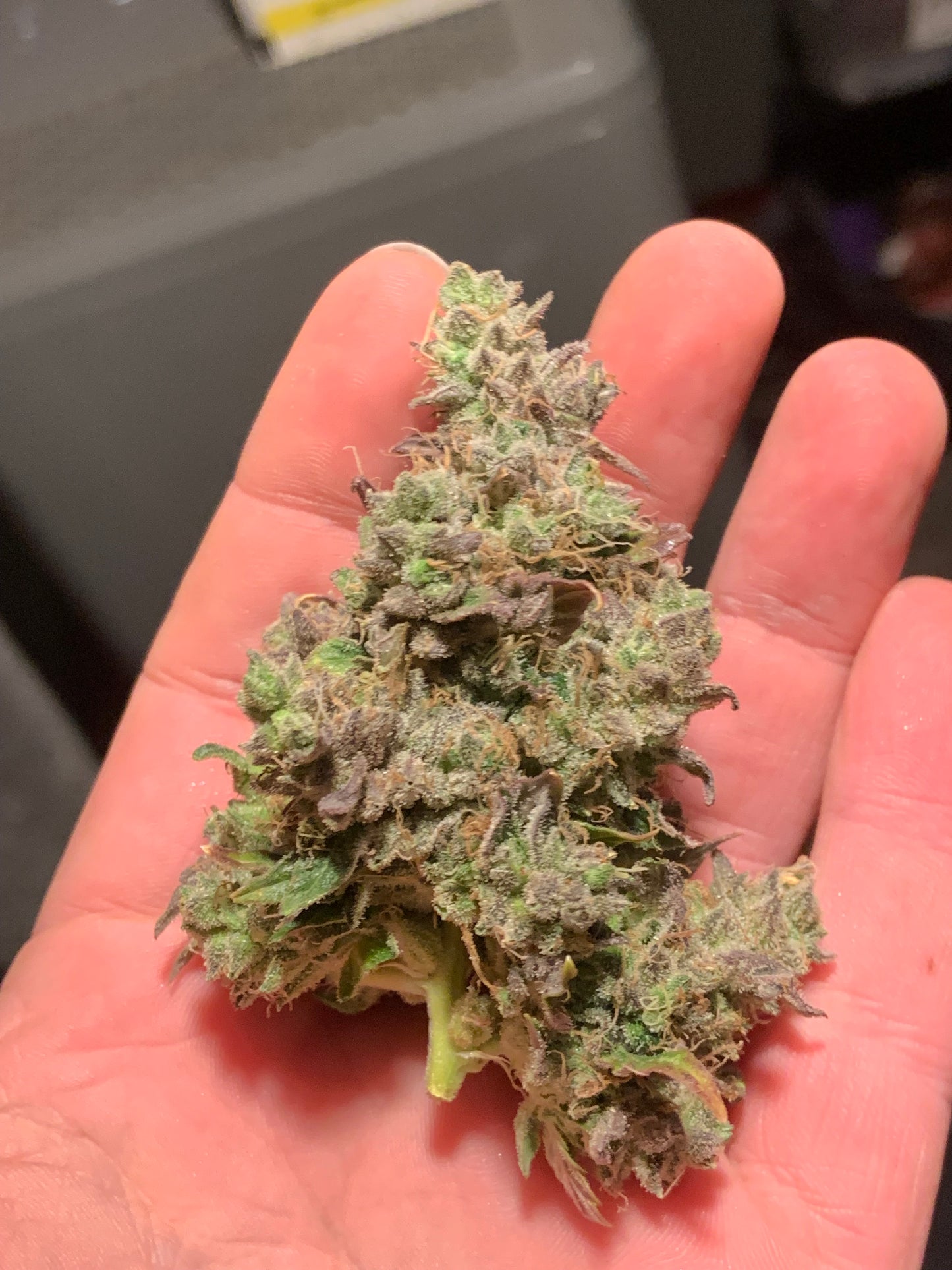 Old Brown Dog | Blueberry Lights F1 | Photoperiod Cannabis Seeds Female