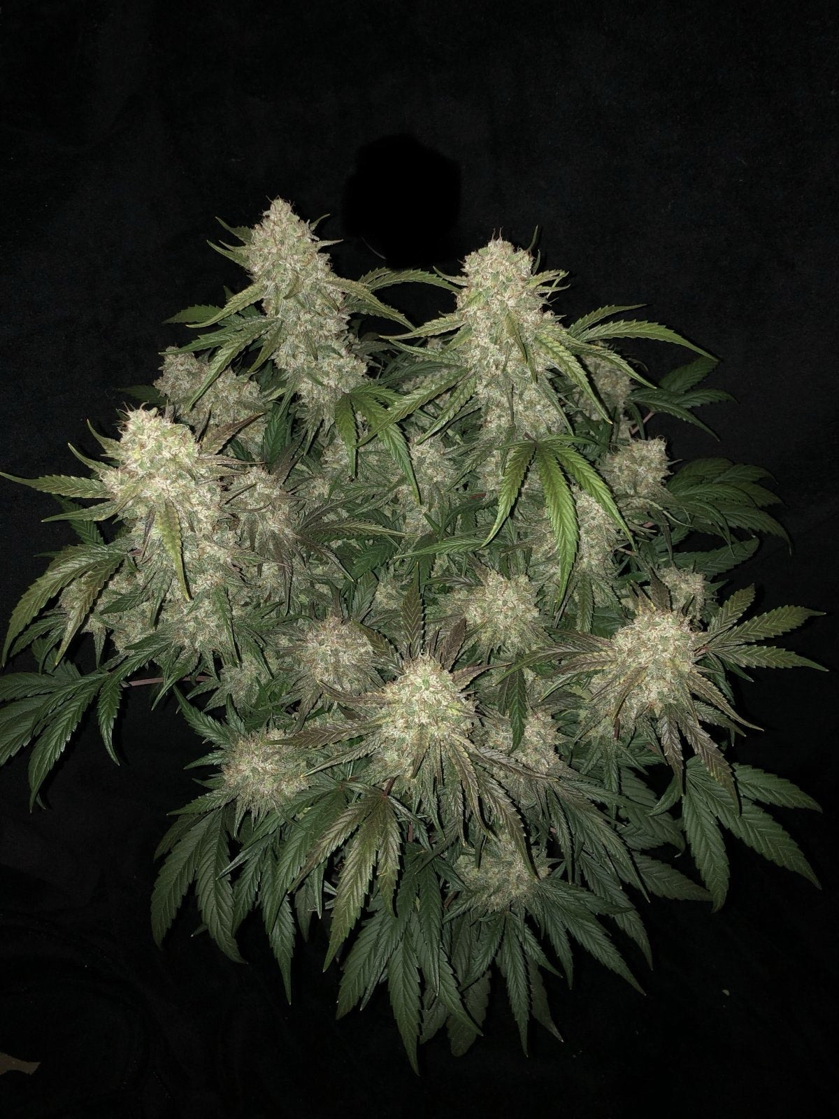 Bean Genie | Wookiees | Auto Flower Cannabis Seeds Female