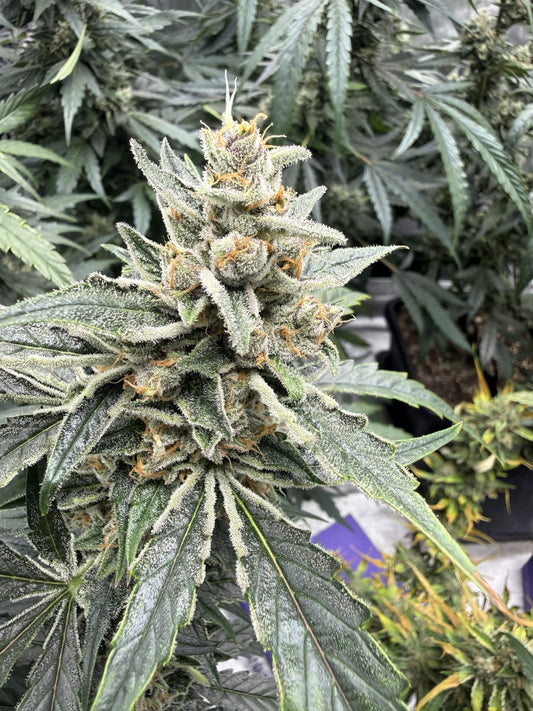Cat Dad’s Collection | Grape Set | Auto Flower Cannabis Seeds Female