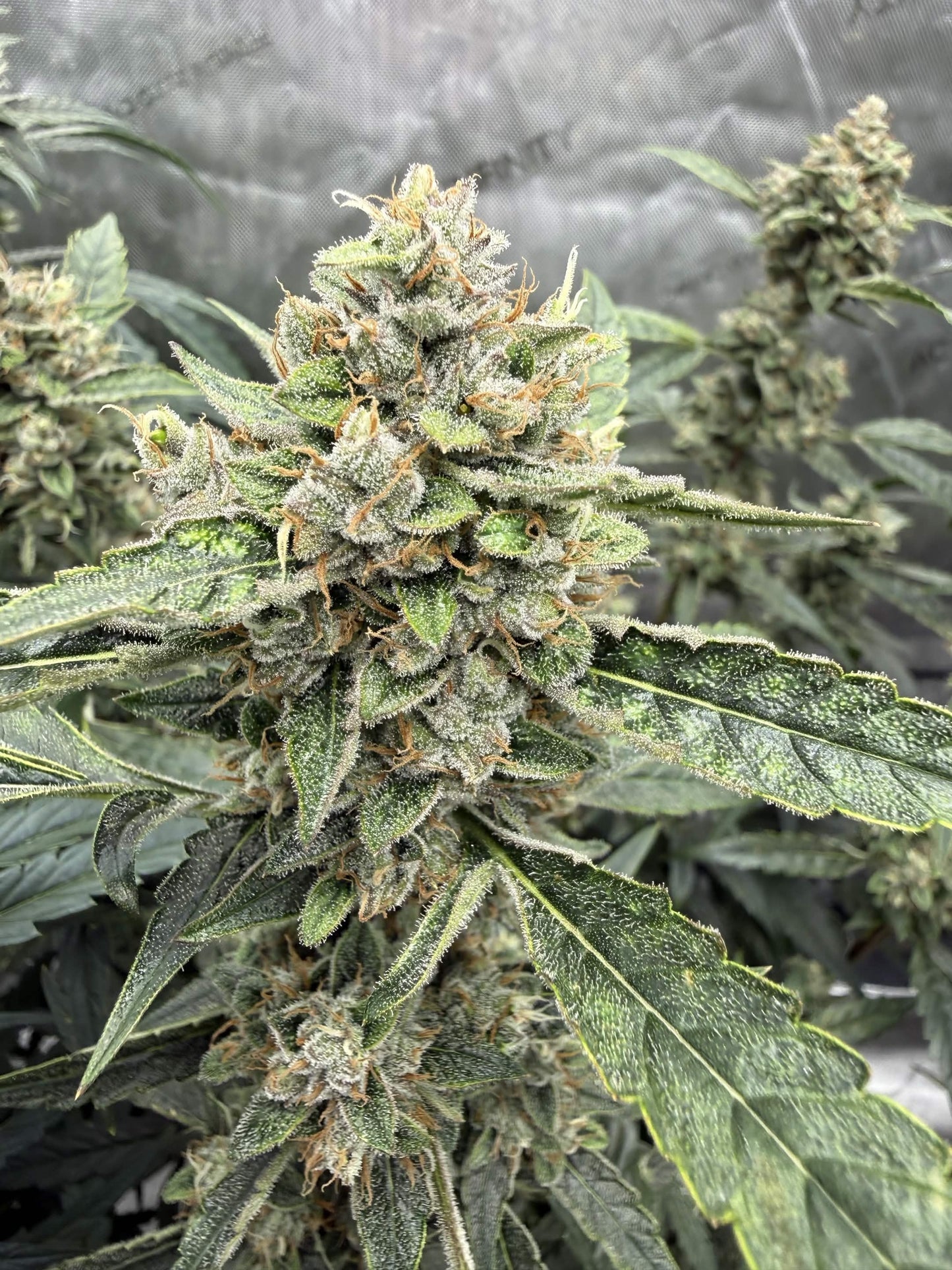 Cat Dad’s Collection | Grape Set | Auto Flower Cannabis Seeds Female
