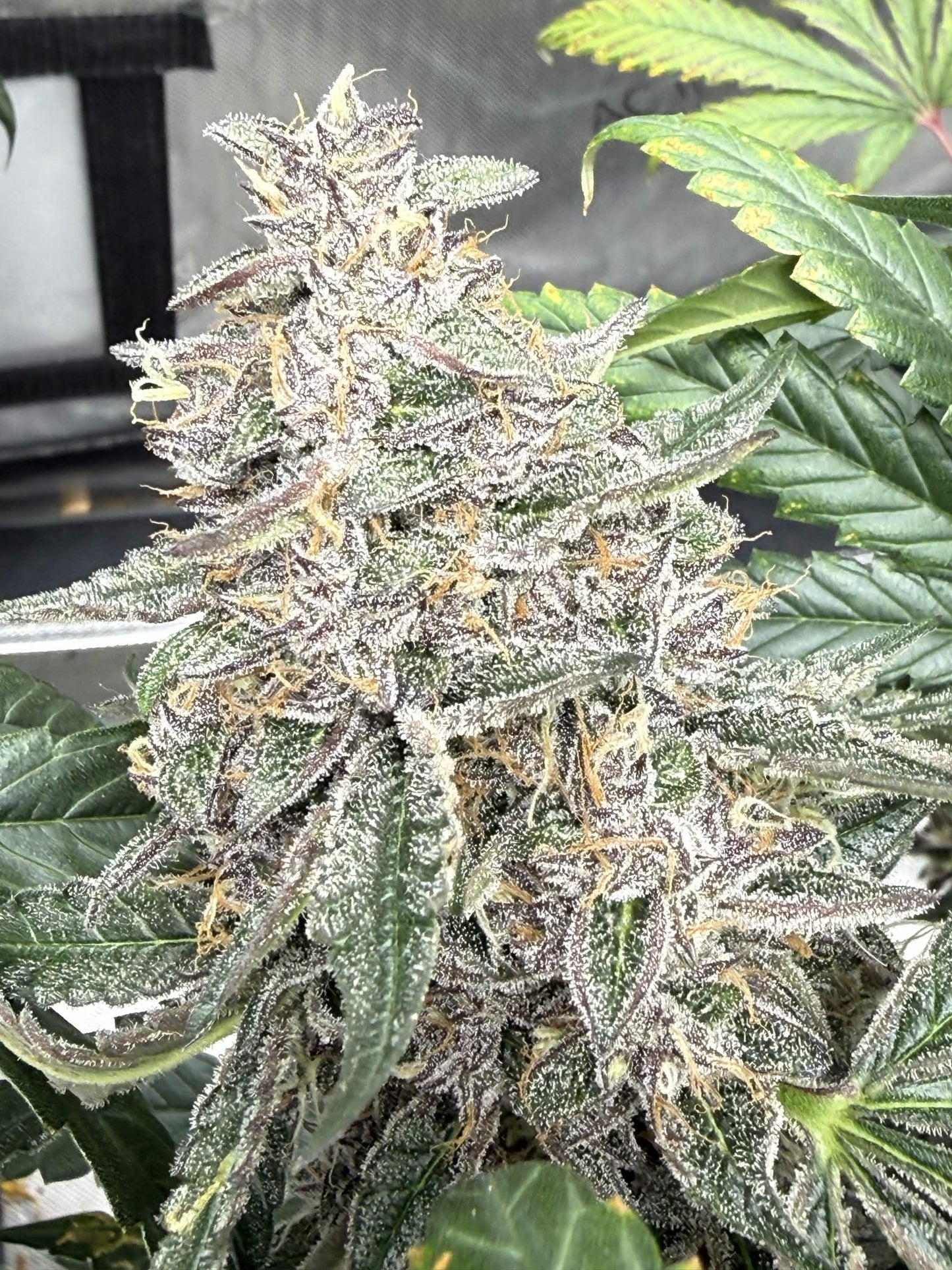 Cat Dad’s Collection | Zenobia | Auto Flower Cannabis Seeds Female