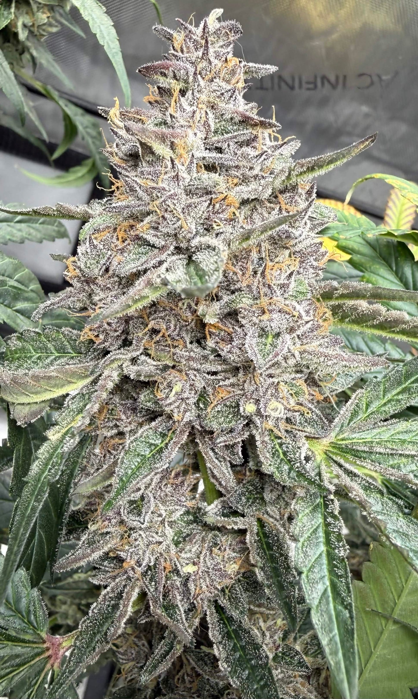 Cat Dad’s Collection | Zenobia | Auto Flower Cannabis Seeds Female