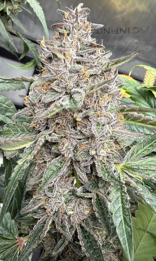 Cat Dad’s Collection | Zenobia | Auto Flower Cannabis Seeds Female