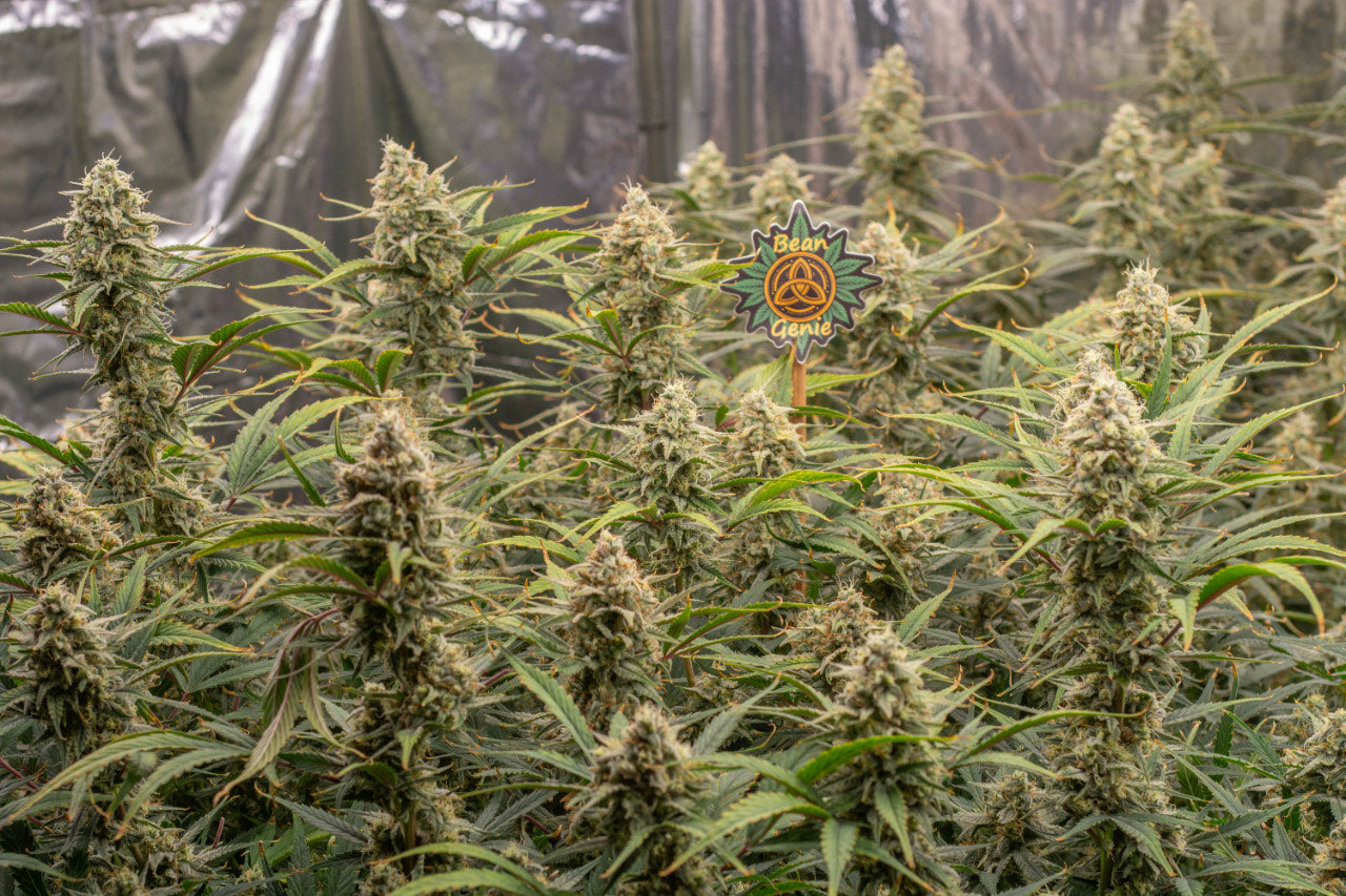 Bean Genie | The Wizard | Auto Flower Cannabis Seeds Female