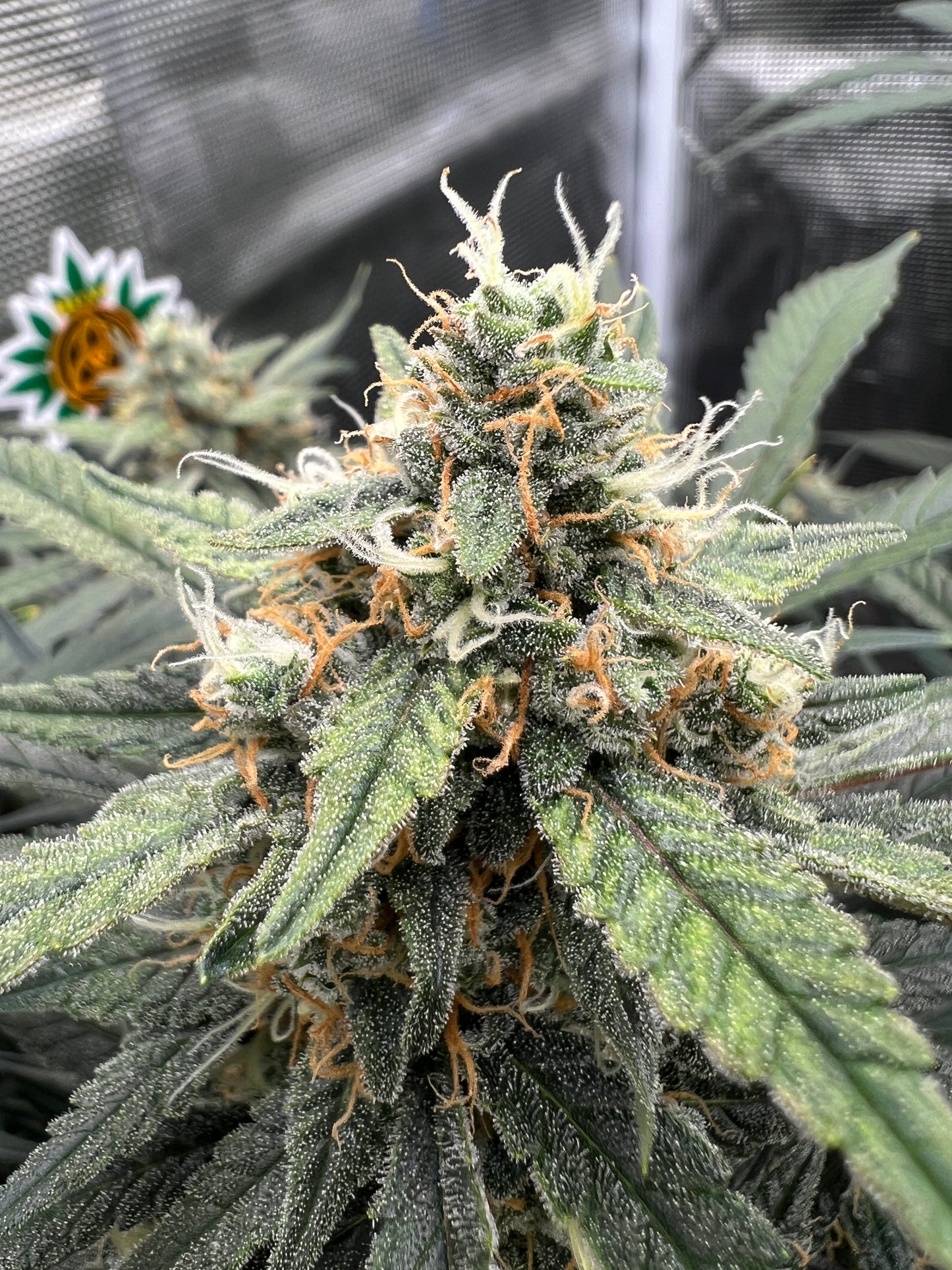 Bean Genie | Crazy Horse | Auto Flower Cannabis Seeds Female