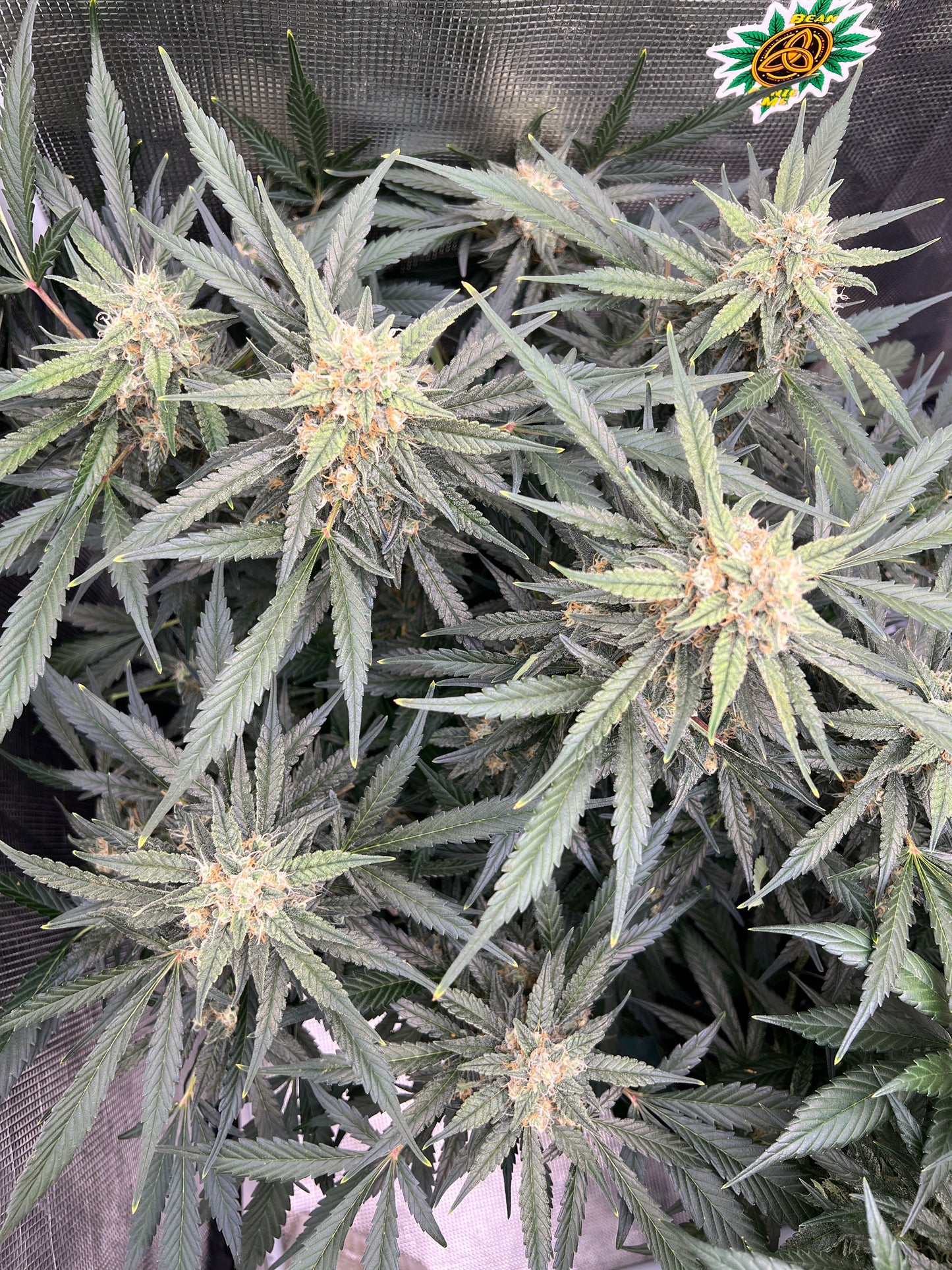 Bean Genie | Crazy Horse | Auto Flower Cannabis Seeds Female