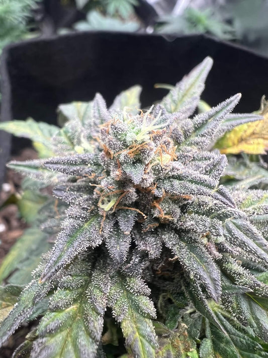 Axiom Seeds | Supreme Hulk | Auto Flower Cannabis Seeds Female
