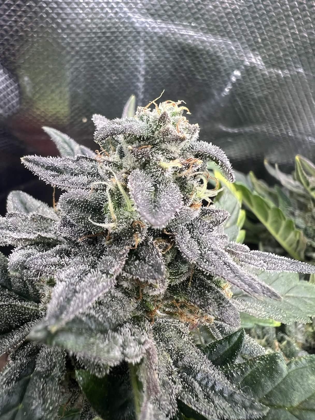 Axiom Seeds | Supreme Hulk | Auto Flower Cannabis Seeds Female