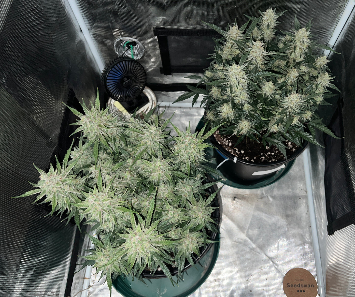 Bean Genie | Melange | Auto Flower Cannabis Seeds Female