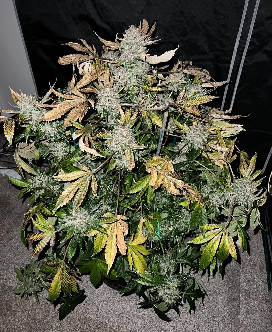 Laughing Hyena | Romulan Kush | Auto Flower Cannabis Seeds Female
