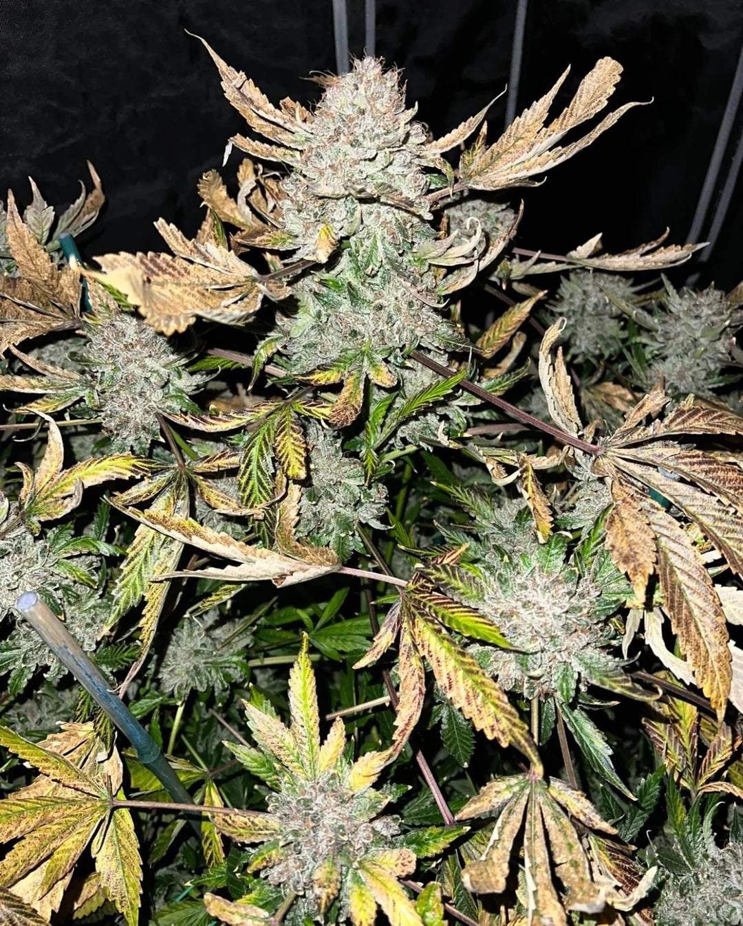 Laughing Hyena | Romulan Kush | Auto Flower Cannabis Seeds Female