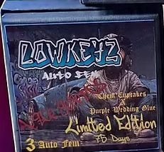 Aeque Genetics | Lowkeyz |Autoflowering Cannabis Seeds Female