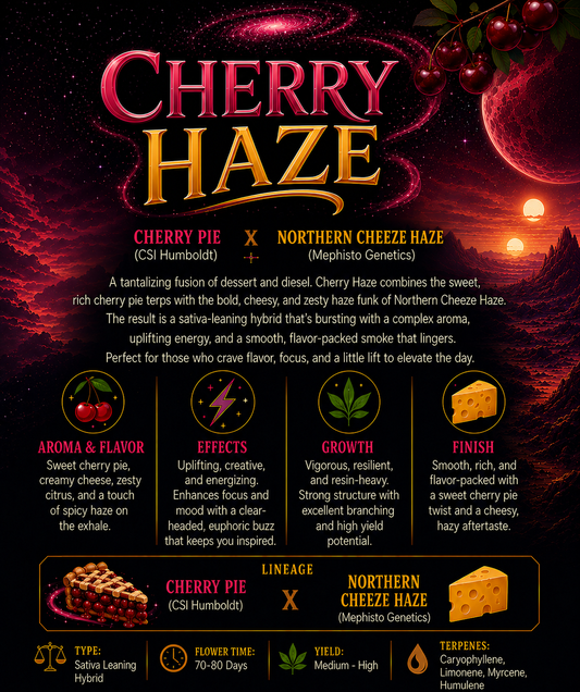 Matt's Secret Stash | Cherry Haze | Auto Flower Cannabis Seeds Female