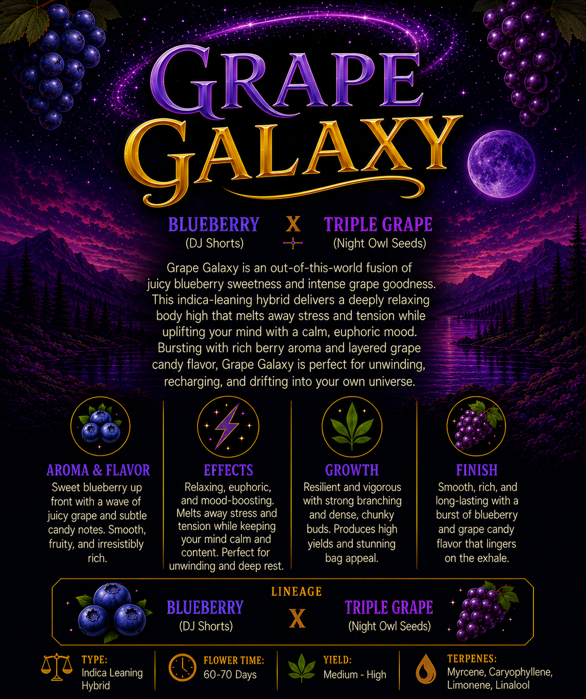 Matt's Secret Stash | Grape Galaxy | Auto Flower Cannabis Seeds Female