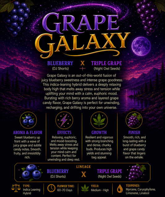 Matt's Secret Stash | Grape Galaxy | Auto Flower Cannabis Seeds Female