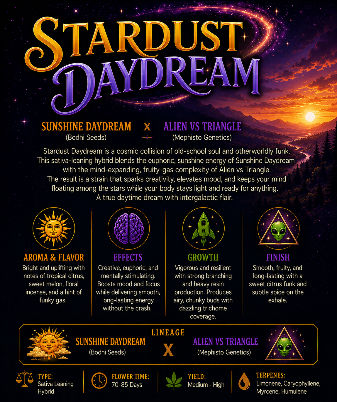 Matt's Secret Stash | Stardust Daydream | Auto Flower Cannabis Seeds Female