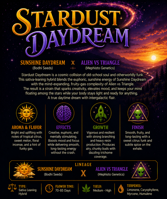 Matt's Secret Stash | Stardust Daydream | Auto Flower Cannabis Seeds Female