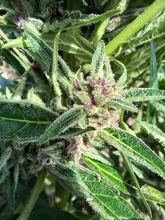 Stupid Dog |Mephisto's Double Grape x Jammy Dodgers 2 | AutoFlowering Cannabis Seeds Female