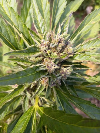 Stupid Dog |Mephisto's Double Grape x Jammy Dodgers 2 | AutoFlowering Cannabis Seeds Female