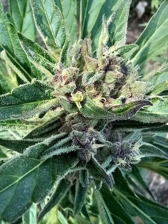 Stupid Dog |Mephisto's Double Grape x Jammy Dodgers 2 | AutoFlowering Cannabis Seeds Female