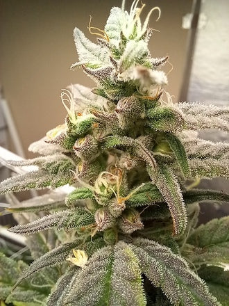 Stupid Dog |Mephisto's Double Grape x Jammy Dodgers 2 | AutoFlowering Cannabis Seeds Female