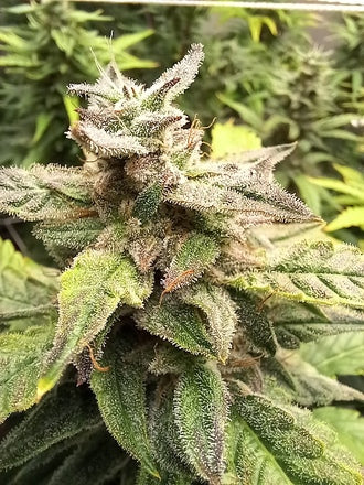 Stupid Dog |Mephisto's Double Grape x Jammy Dodgers 2 | AutoFlowering Cannabis Seeds Female