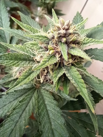 Stupid Dog |Mephisto's Double Grape x Jammy Dodgers 2 | AutoFlowering Cannabis Seeds Female