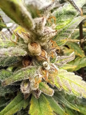 Stupid Dog |Mephisto's Double Grape x Jammy Dodgers 2 | AutoFlowering Cannabis Seeds Female