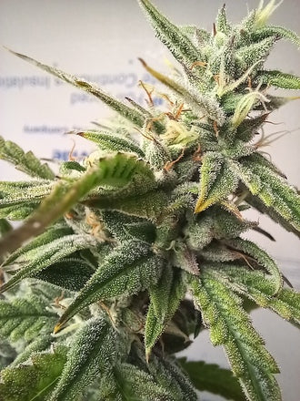 Stupid Dog |Mephisto's Forum Stomper x Jammy Dodgers 2 | AutoFlowering Cannabis Seeds Female