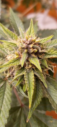 Stupid Dog |Mephisto's Forum Stomper x Jammy Dodgers 2 | AutoFlowering Cannabis Seeds Female