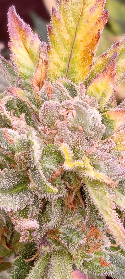 TwistedTree | OG Kush | Auto Flower Cannabis Seeds Female
