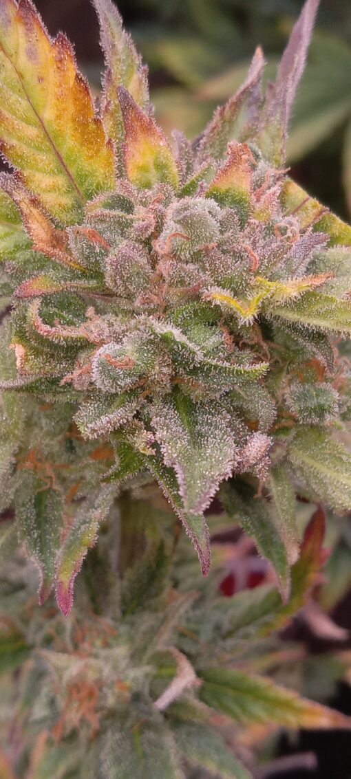 TwistedTree | OG Kush | Auto Flower Cannabis Seeds Female