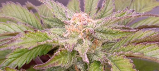 TwistedTree | OG Kush | Auto Flower Cannabis Seeds Female