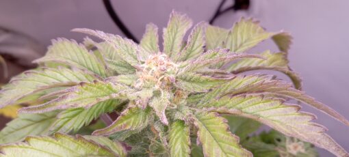 TwistedTree | OG Kush | Auto Flower Cannabis Seeds Female