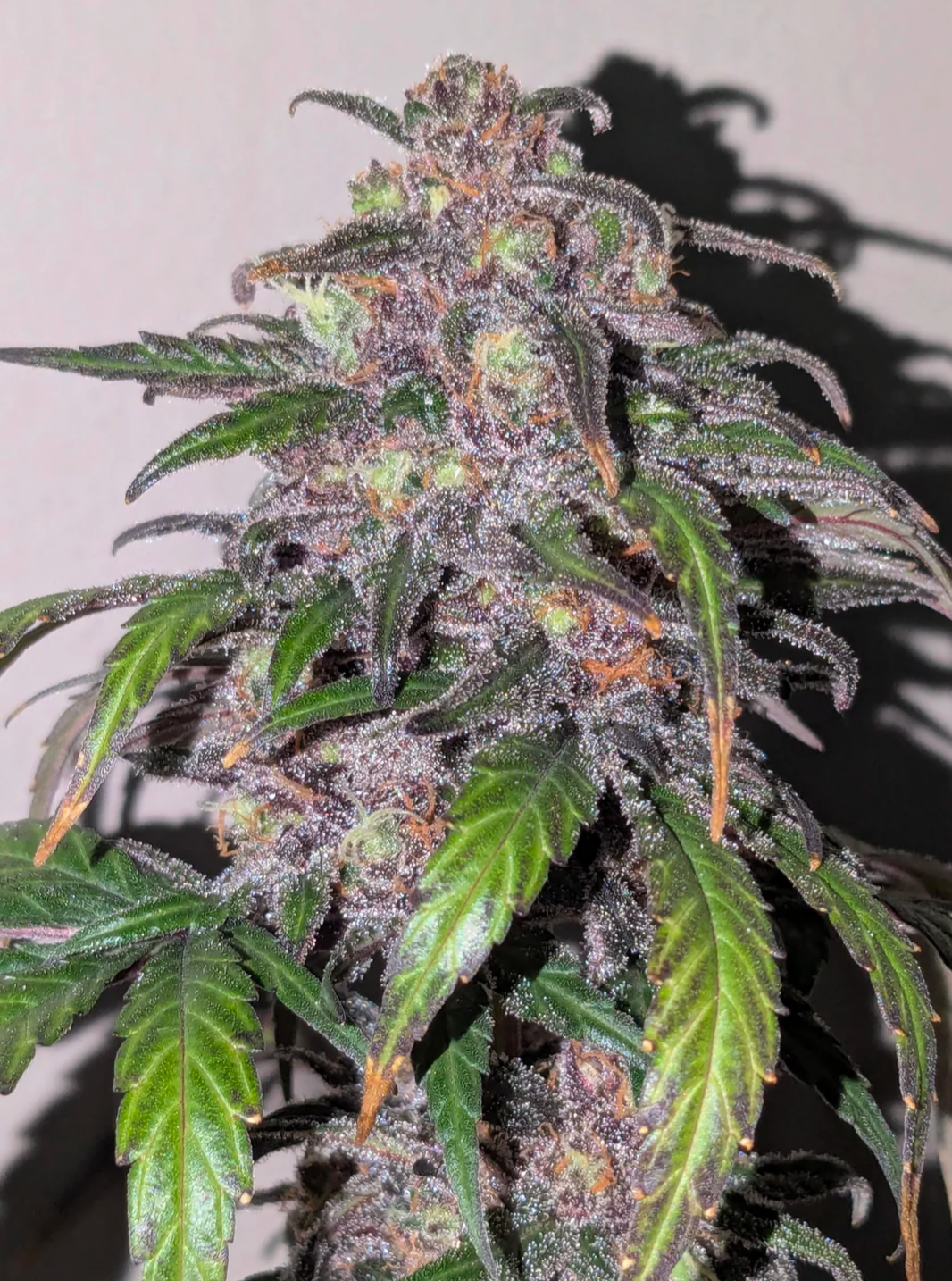 Rinse's Reserve | Paradise Express F3 |  Auto Flower Cannabis Seeds Reg