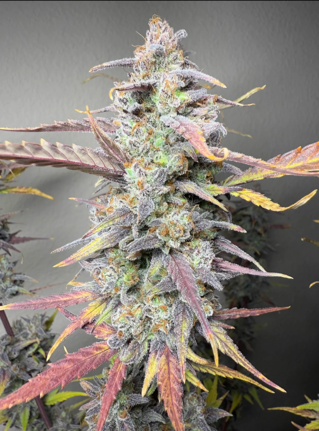 Rinse's Reserve | Paradise Express F3 |  Auto Flower Cannabis Seeds Reg