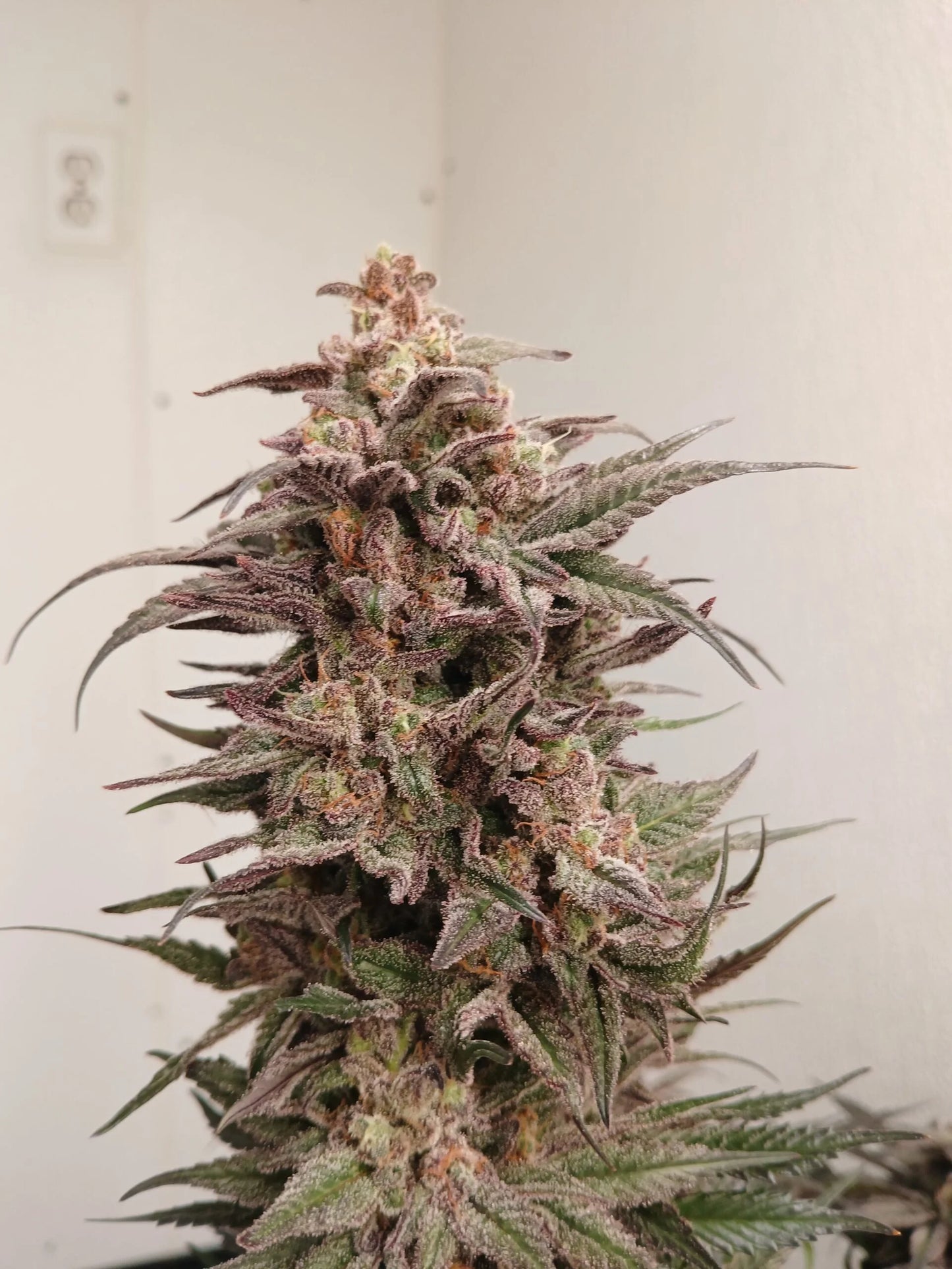 Stir Crazy Seeds | Skywalker x Grape Solution  | Photoperiod Cannabis Seeds Reg