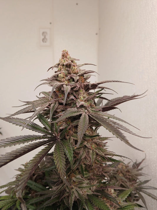 Stir Crazy Seeds | Skywalker x Grape Solution  | Photoperiod Cannabis Seeds Reg