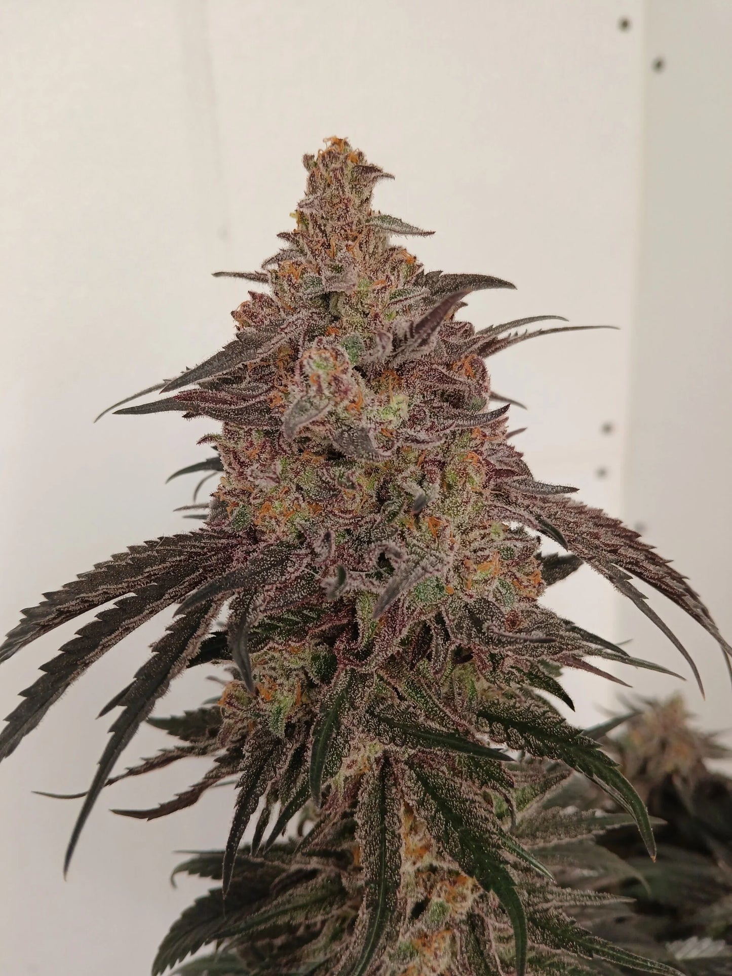 Stir Crazy Seeds | Skywalker x Tiger Fruit | Photoperiod Cannabis Seeds Reg