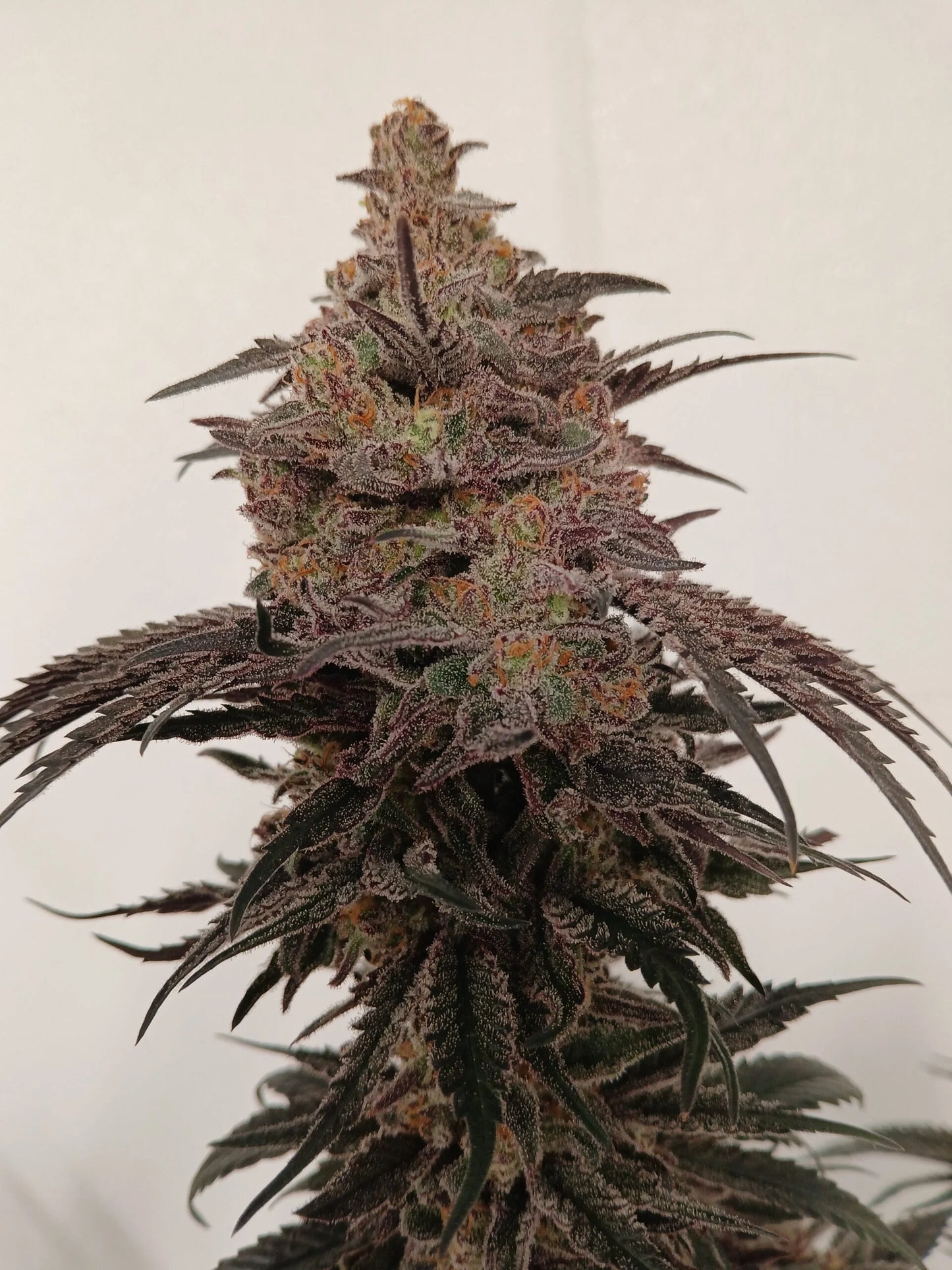Stir Crazy Seeds | Skywalker x Tiger Fruit | Photoperiod Cannabis Seeds Reg
