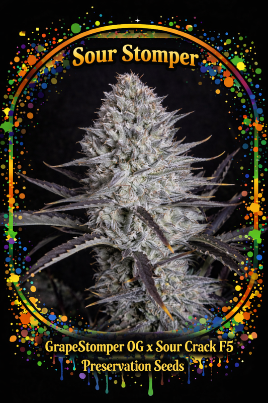 Preservation Seeds | Sour Stomper | Auto Flower Cannabis Seeds Female