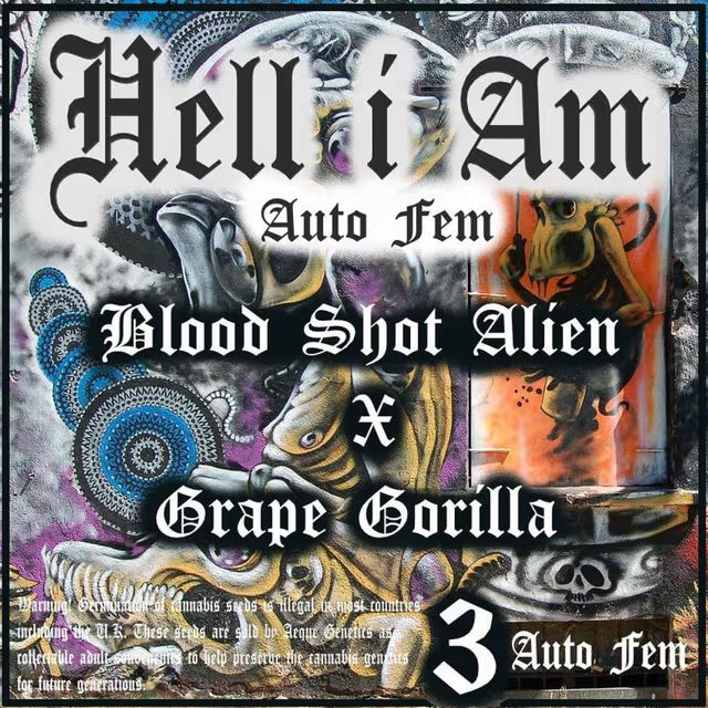 Aeque Genetics | Hell I Am |Autoflowering Cannabis Seeds Female