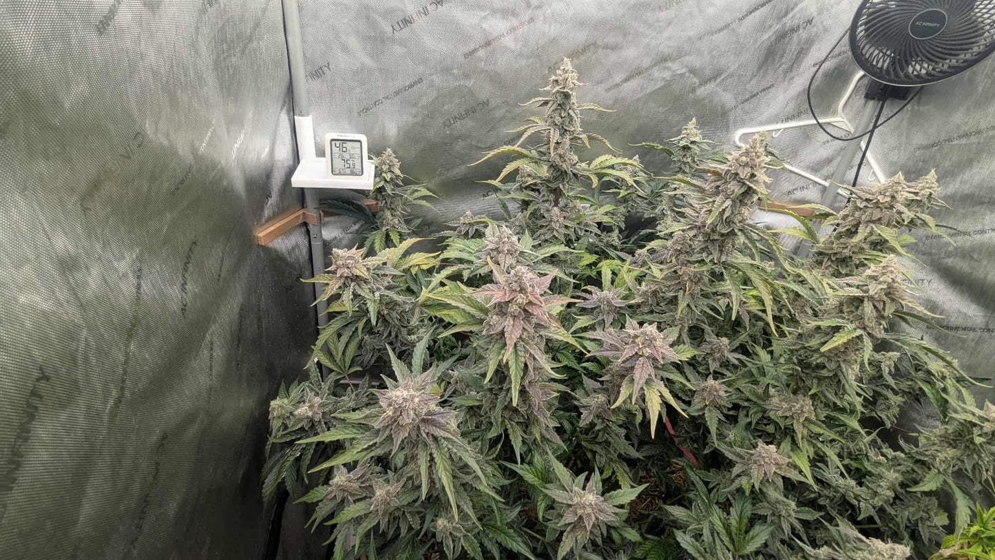 Axiom Seeds | Quantum Smash F2 | Auto Flower Cannabis Seeds Female