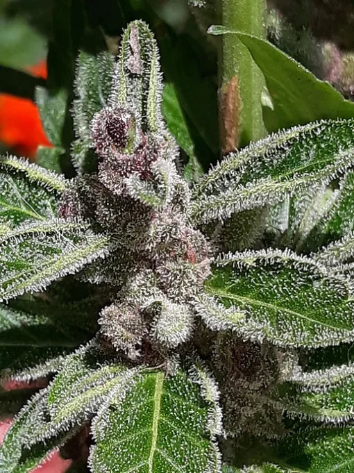 TwistedTree | Alien Moonrocks | Auto Flower Cannabis Seeds Female