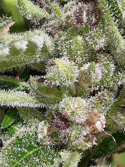 TwistedTree | Alien Moonrocks | Auto Flower Cannabis Seeds Female