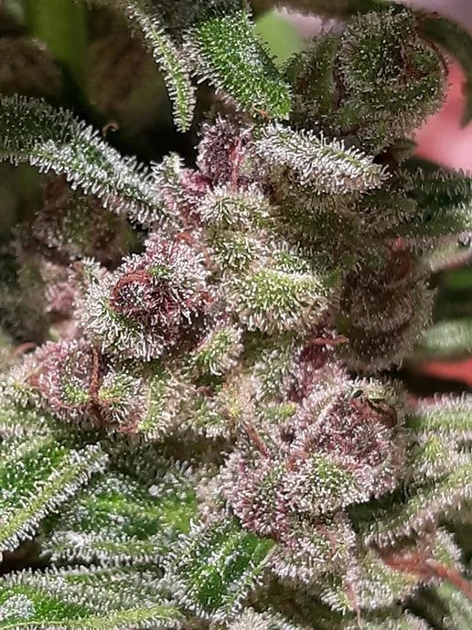 TwistedTree | Alien Moonrocks | Auto Flower Cannabis Seeds Female